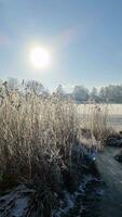 uma neve coberto congeladas lago com gelado palhetas dentro a brilho do sol dentro norte Alemanha. video
