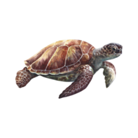 Meer Schildkröte, unter Wasser Tiere. Aquarell Hand gezeichnet. Aquarium, tropisch, Riff, isolieren. Konzept zum Etikett, Banner und Flyer, Broschüre Vorlage. png