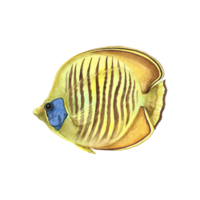 marino, corallo pesce giallo la farfalla, chaetodon semilarvatus. acquerello mano disegnato. acquario, tropicale, scogliera pesce. concetto per etichetta, striscione, volantino, opuscolo modello. png