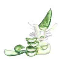 Aloe vera. Chopped pieces and aloe juice. Watercolor painted by hand. For labels and packaging of cosmetology, perfumery and medicine. For stickers and prints. png