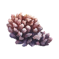 corail, sous-marin les plantes. aquarelle main dessiné. aquarium, tropical, récif, isoler. concept pour étiqueter, bannière et prospectus, brochure modèle. png