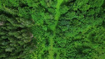 aéreo topo baixa Visão do coníferas floresta dentro Eslováquia video