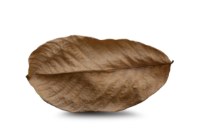 Dry leaf on isolated on transparent background png