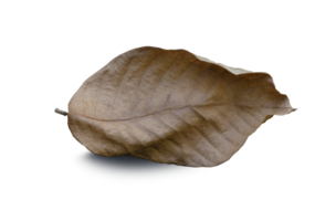 Dry leaf on isolated on transparent background png