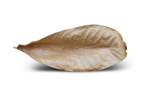 Dry leaf on isolated on transparent background png