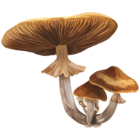 AI generated Mushroom With root png