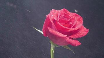 Water drips on a red rotating rose over black, smoky background. Rose in heavy rain. Rose on black background. video