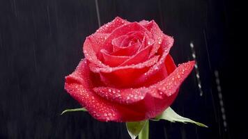 Water gently pours on a red rotating rose. Water drops fall on a beautiful flower isolated on a black background. video