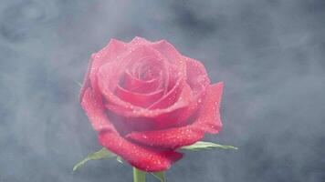 White smoke floating around a red rose covered with water drops. Flower in smoke cloud over black background. video