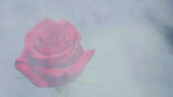 White dense smoke on a red rose. White smoke covers the frame and blows to a flower. video