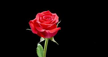 Beautiful, bloomed red rose slowly spins over black background. Slow movement of a perfect flower. Beautiful nature. video