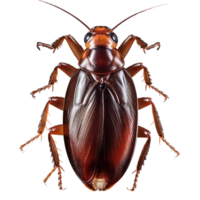 AI generated cockroach isolated on transparent background png