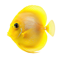 AI generated Yellow Tang Isolation on a transparent background png