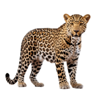 AI generated leopard on a transparent background png isolated