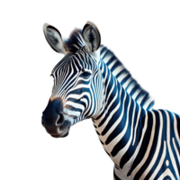 AI generated zebra isolated on transparent background png