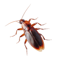 AI generated cockroach isolated on transparent background. png