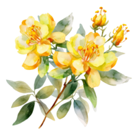 AI generated Watercolor yellow hypericum flowers with leaf isolated on transparent background. png