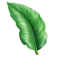 AI generated Green banana leaf isolated on transparent background png