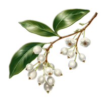 AI generated A mistletoe sprig with white berries isolated on a transparent background png