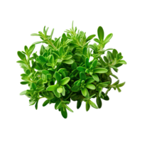 AI generated Fresh thyme isolated on transparent background png
