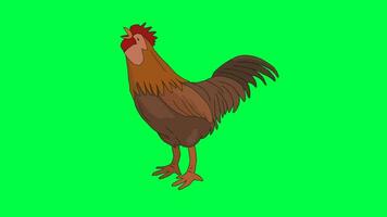 crowing of a rooster character cycle in 4k. Green screen Chroma key. video