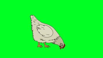 Green screen animation 2D chicken character drinking water cycle Chroma key video