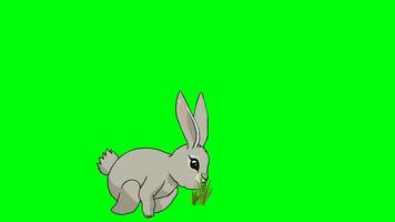 A rabbit is grazing and then gets up and looks. video
