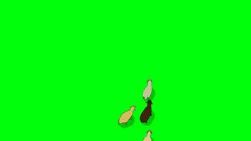 en se från ovan av en flock av får gående. grön skärm krom nyckel. video