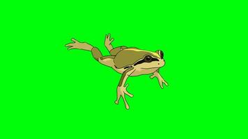 2d ciclo de verde rana personaje nadando en agua. verde pantalla croma llave. video