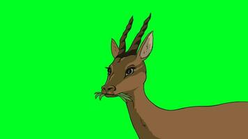 2d personaje de un hermosa ciervo ese es pasto y masticación planta. pantalla verde video