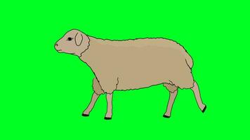 Walking cycle of 2D lamb or sheep character. Green screen Chroma key. video