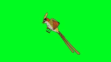 mooi kleurrijk vogel vlucht fiets. groen scherm chroma sleutel. video