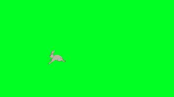 2D rabbit running that enters the scene from the right side and exits. video