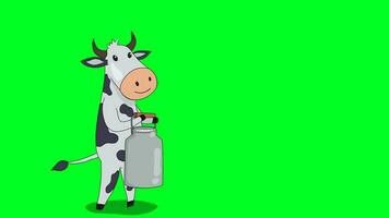 A cow with bucket of milk in hand walks and talks in a standing position. video