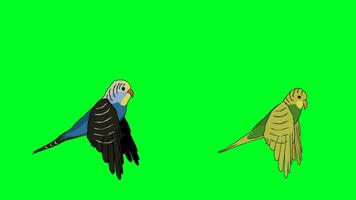 2d vliegend fiets van twee liefde vogel of papegaai karakter. groen scherm chroma sleutel. video