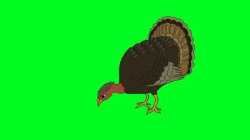 Turkey bird grazing and eating seeds. Green screen Chroma key. video