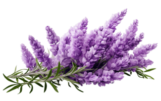 AI generated Clear Purple Herb Isolated on Transparent Background Generative AI png