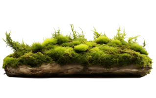 AI generated Transparent Background Green Moss Isolated Generative AI png