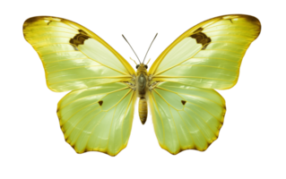 ai generado mariposa especies aislado en transparente antecedentes png