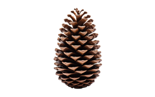 AI generated Pinecone on Transparent Background, PNG format