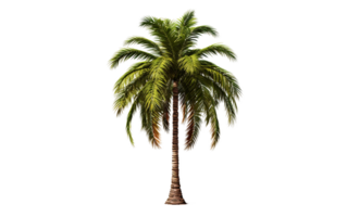 ai generiert Palme Baum auf transparent Hintergrund, png Format