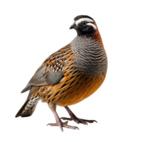 AI generated Realistic Himalayan Quail Illustration, on transparent background. png