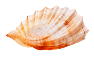 AI generated Ocean Shell on Transparent Background Generative AI png