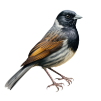 AI generated Majestic Dusky Seaside Sparrow, on transparent background. png