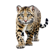 ai generado formosano nublado leopardo, en transparente antecedentes. png