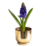 AI generated A polished brass planter with a single grape hyacinth isolated on a transparent background png