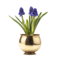 AI generated A polished brass planter with a single grape hyacinth isolated on a transparent background png