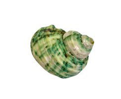 closeup green seashell  isolated png