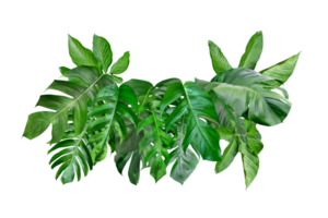 divers van groen monstera bladeren patroon voor natuur begrip, stel van tropisch blad geïsoleerd png