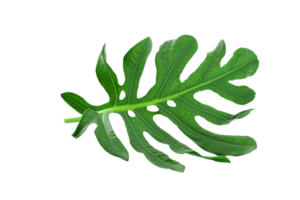 feuille plante isolé sur transparent Contexte png